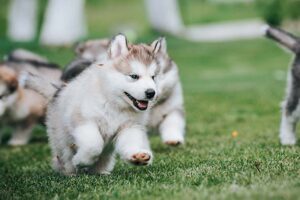 Malamute De Alaska Todo Lo Que Necesitas Saber Sobre Esta Raza De