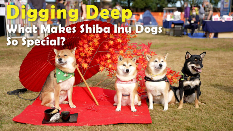 Descubre Las Fascinantes Caracter Sticas Del Shiba Inu Tama O