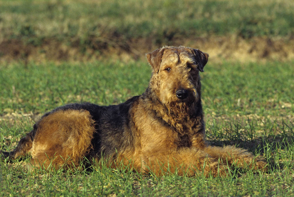 airedale terrier