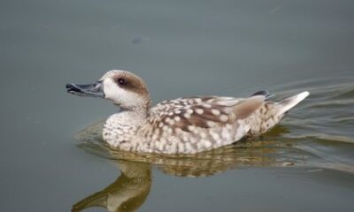 alimentacion patos