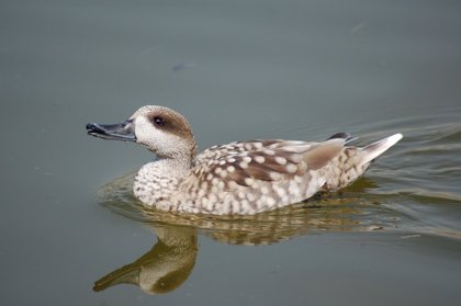 alimentacion patos