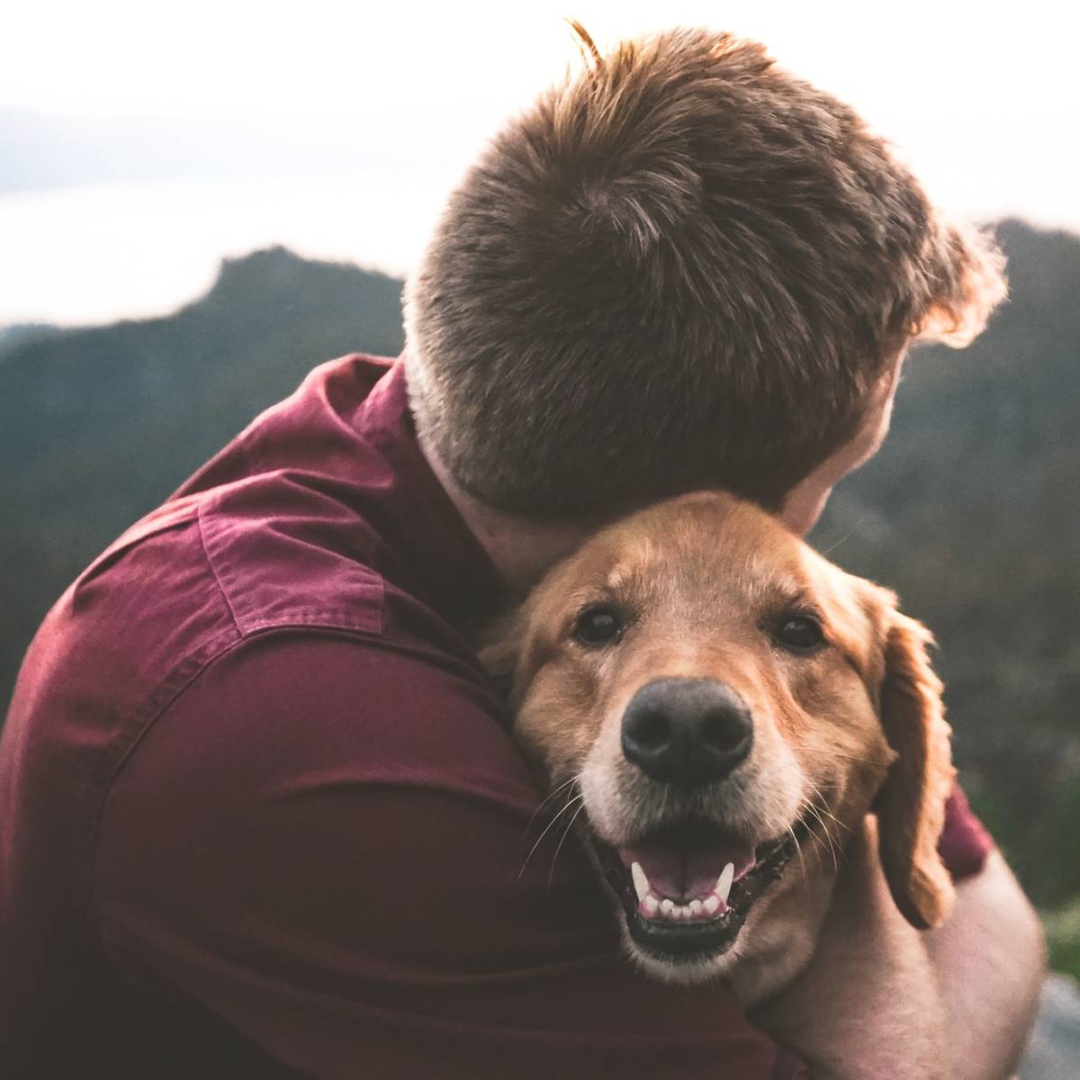 amor perro