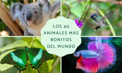 animales bonitos