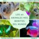 animales bonitos