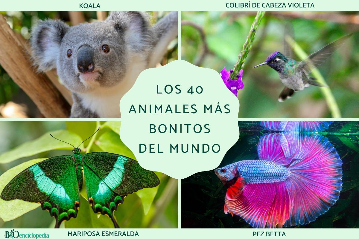 animales bonitos