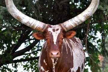 animales cuernos