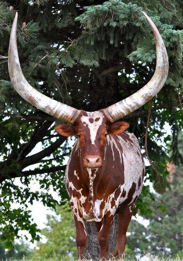 animales cuernos