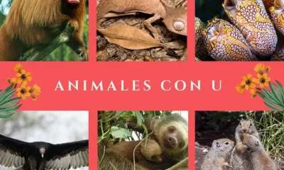 animales letra