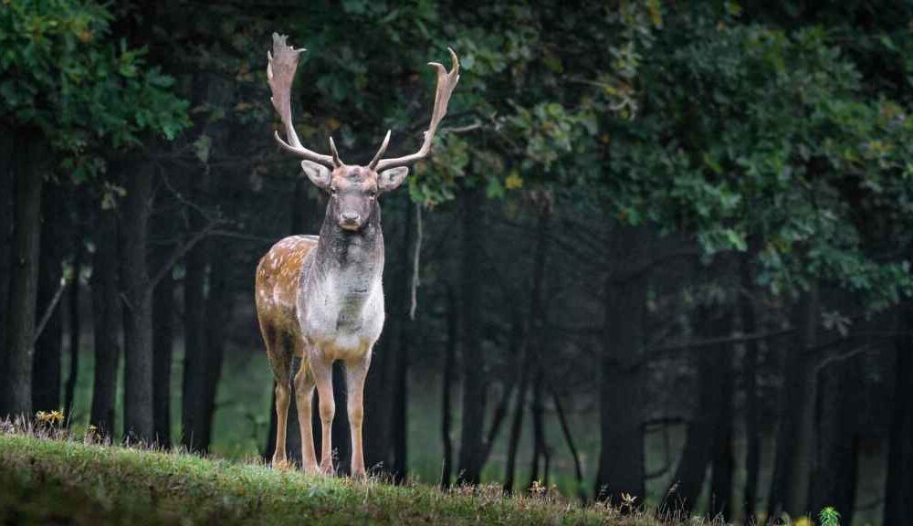 animales peligrosos