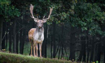 animales peligrosos