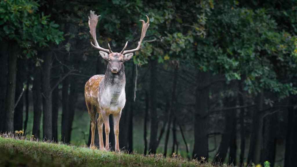 animales peligrosos