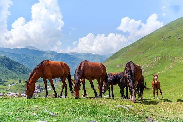 animales viviparos