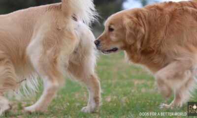 aparean perros