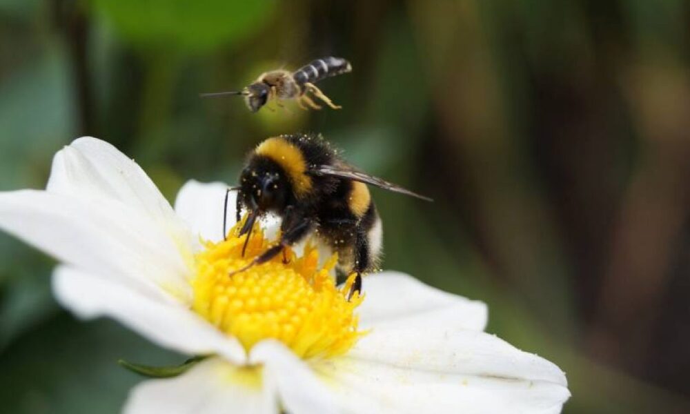 avispa abeja