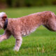 bedlington terrier