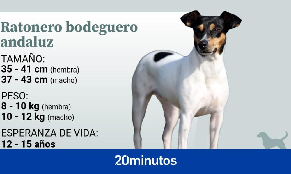 bodeguero andaluz