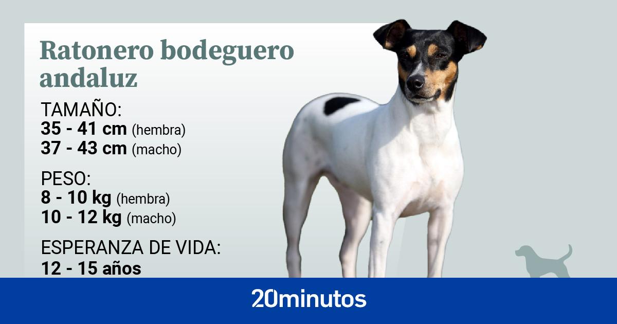 bodeguero andaluz