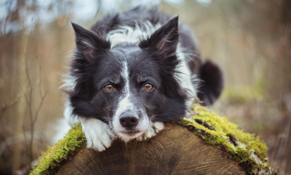 Guía completa de cuidados para Border Collies: todo lo que necesitas