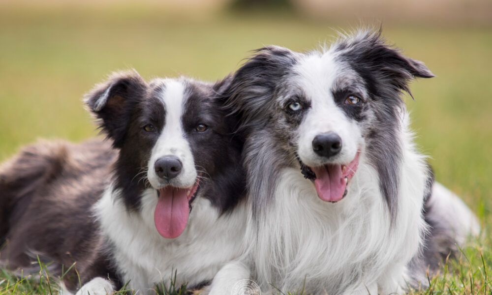 border collie