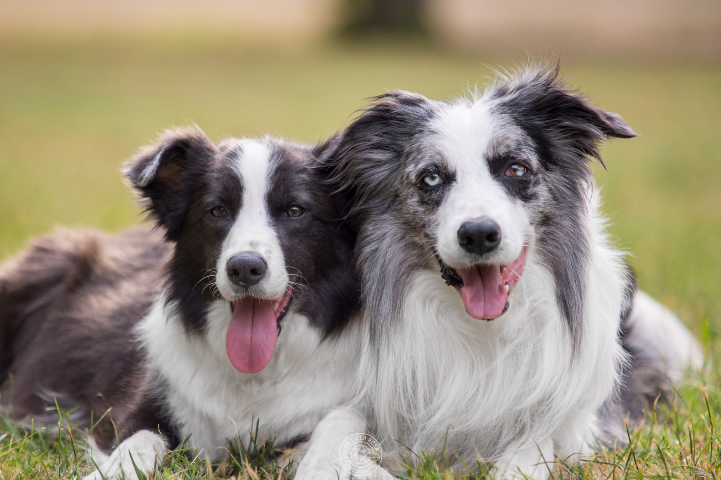 border collie