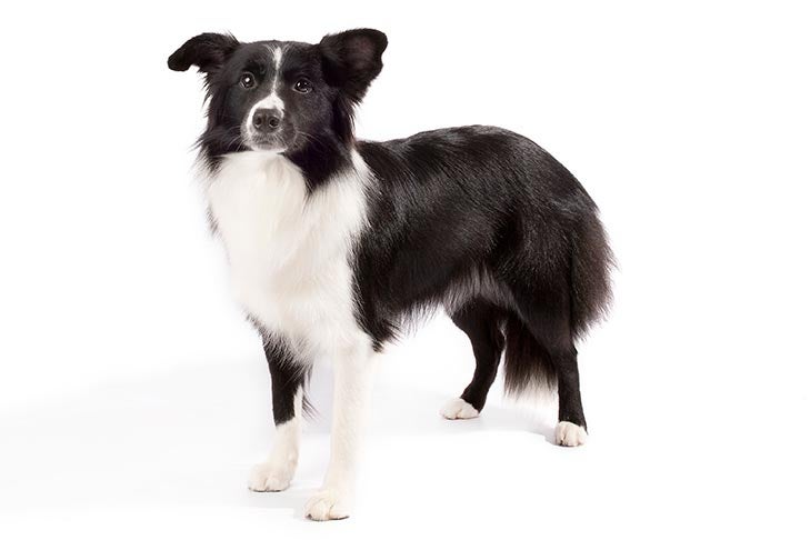 border collie