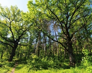 bosques templados