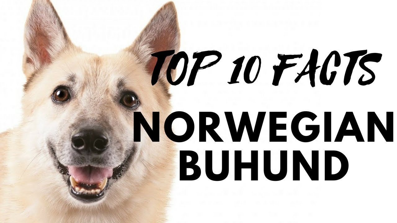 buhund noruego