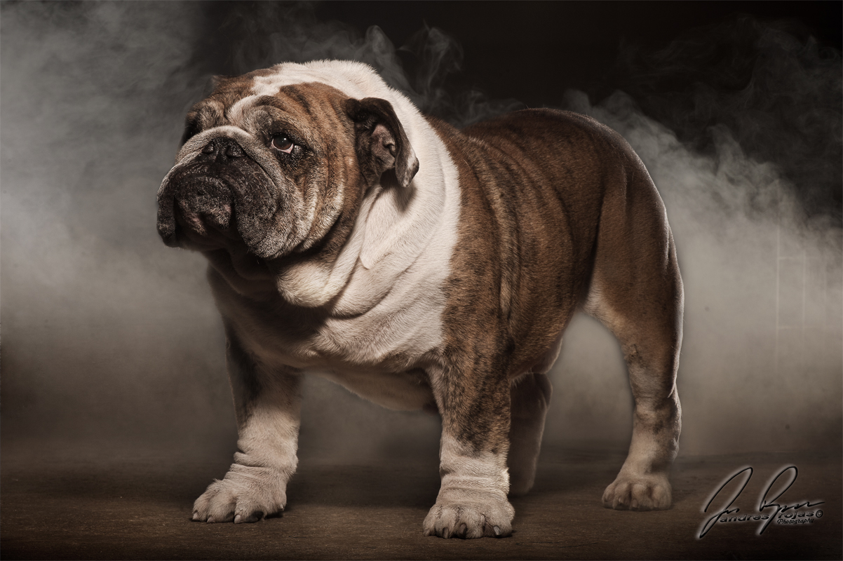 bulldog ingles