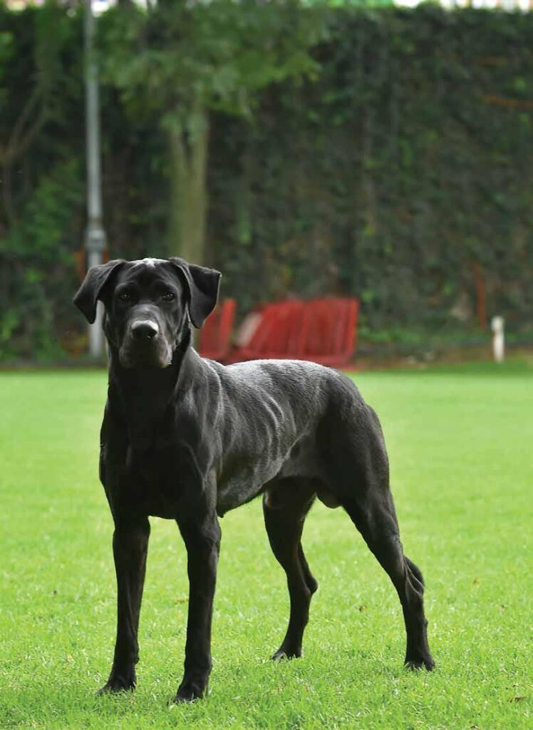 Todo lo que debes saber sobre el Ca de Bestiar: el perro guardián de ...