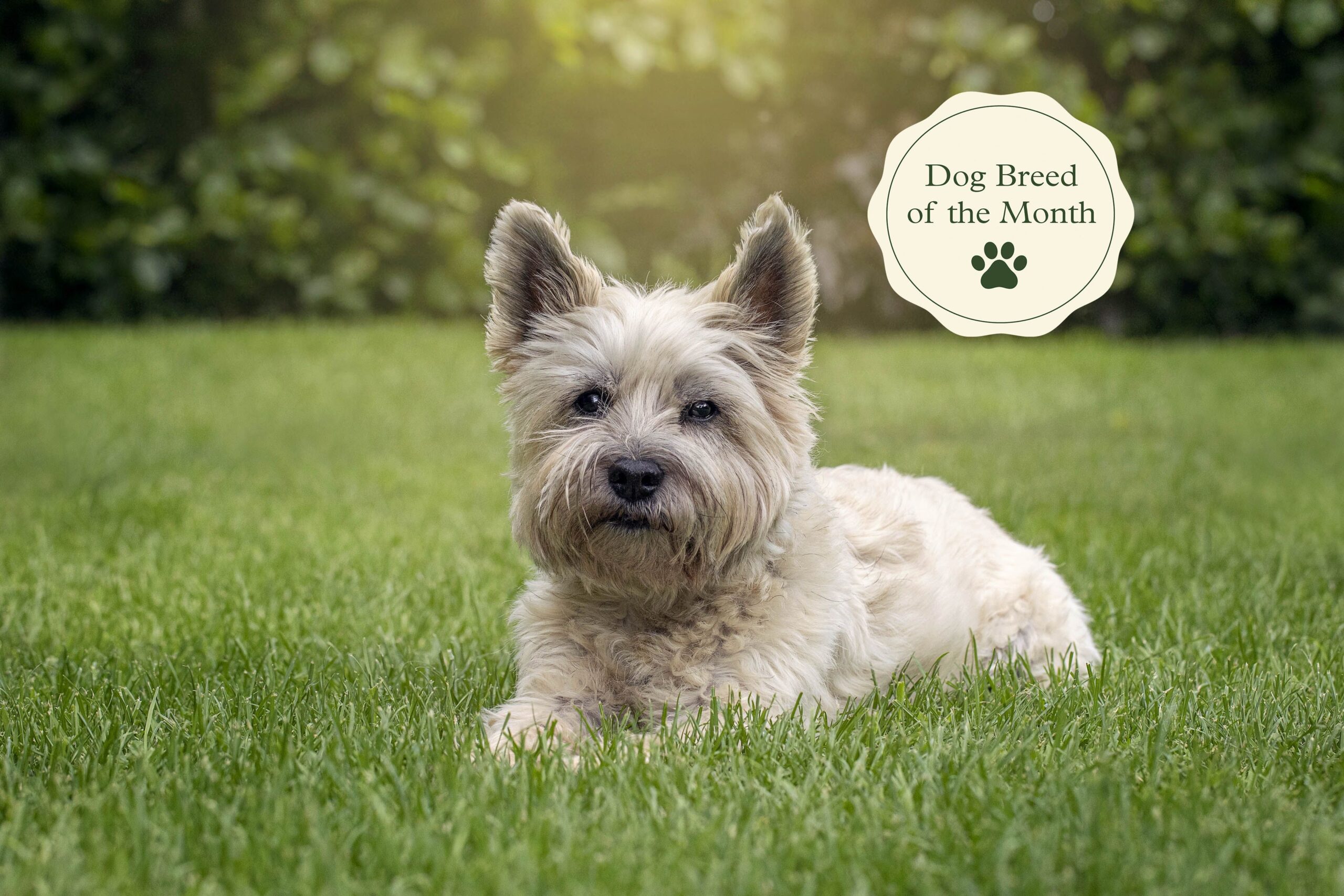 cairn terrier