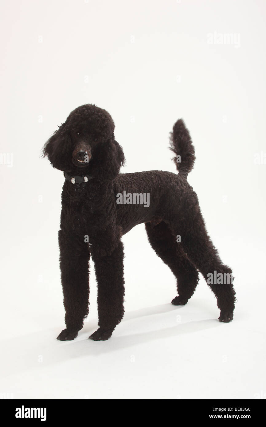 caniche poodle