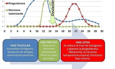 ciclo menstrual