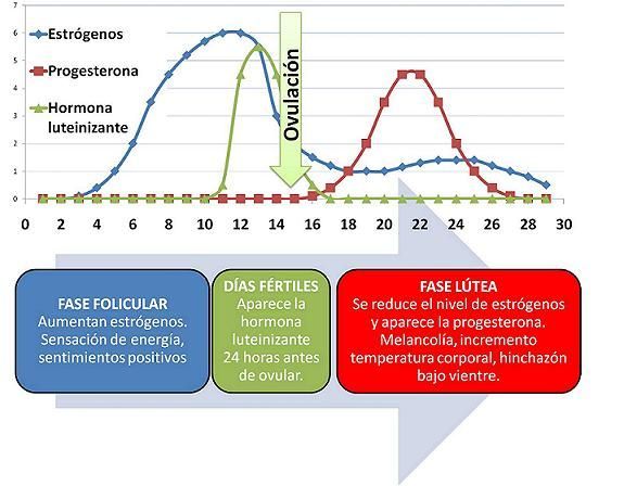 ciclo menstrual