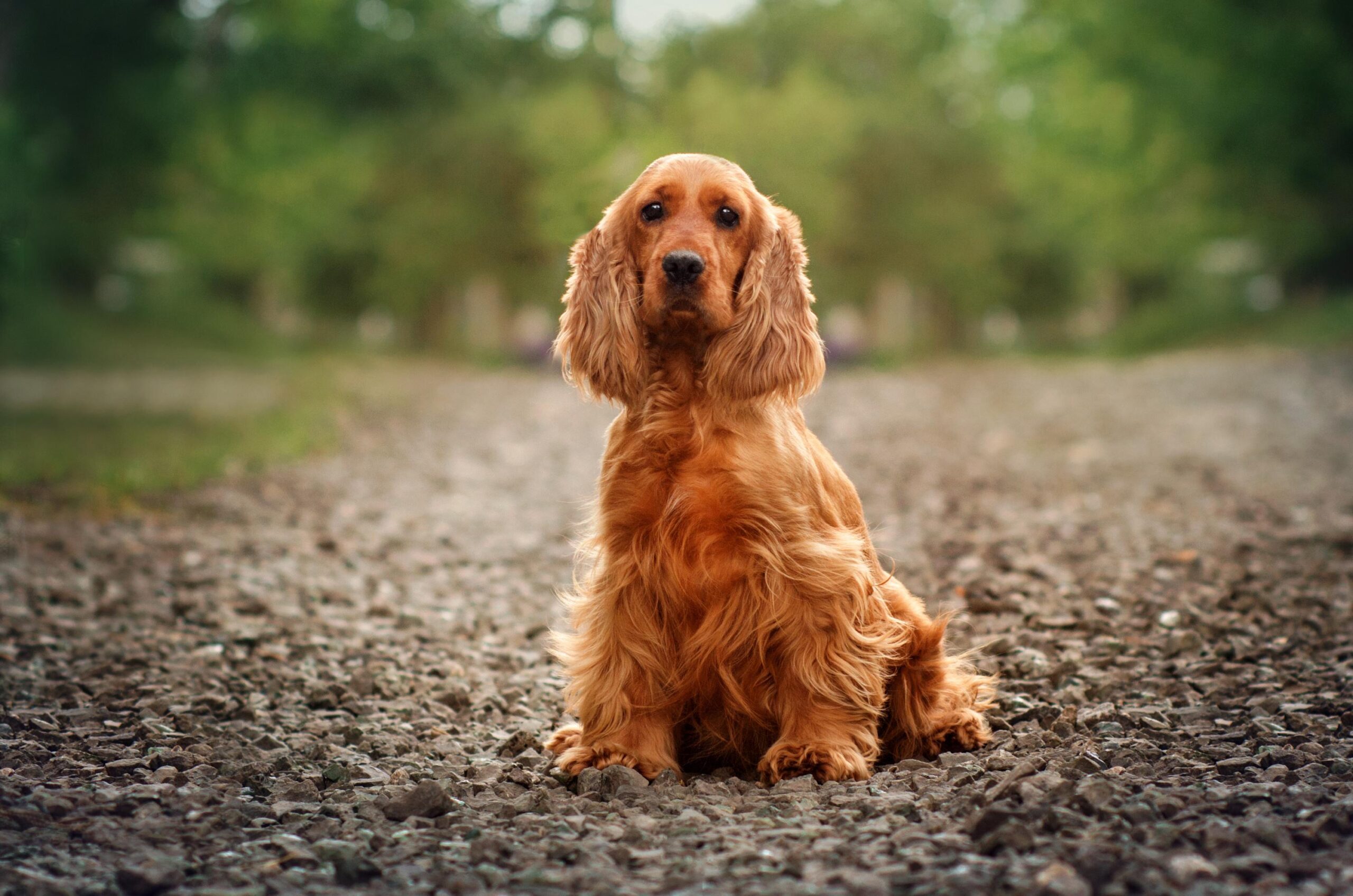 cocker spaniel