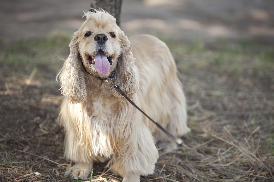 cocker spaniel