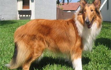 collie pelo