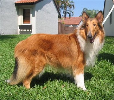 collie pelo