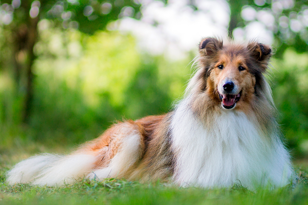 collie pelo