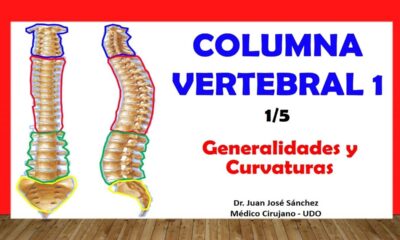 columna vertebral