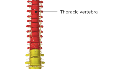 columna vertebral