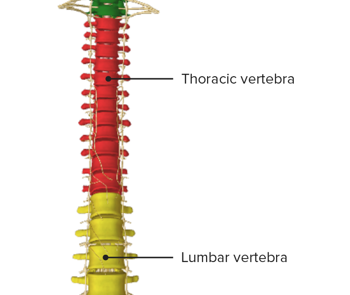 columna vertebral