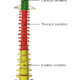 columna vertebral