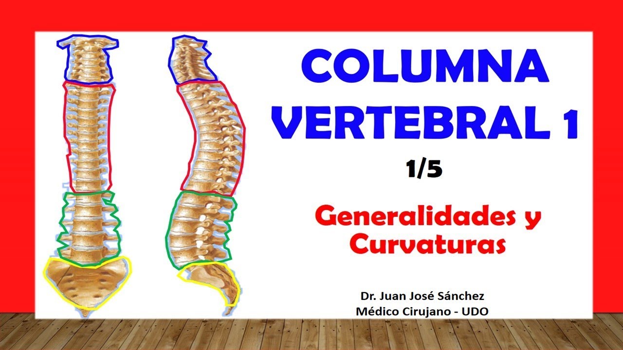 columna vertebral