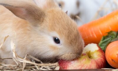 conejos comer