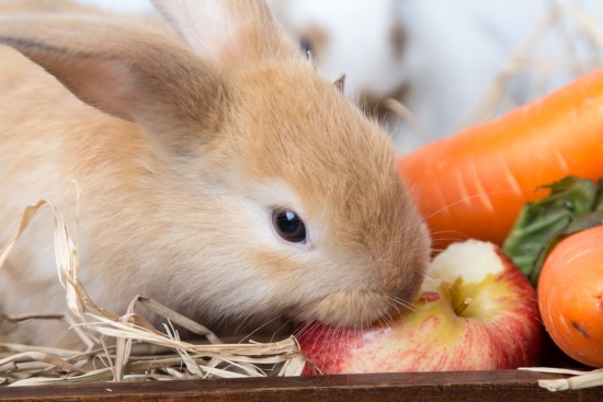 conejos comer