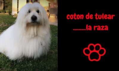 coton tulear