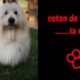 coton tulear