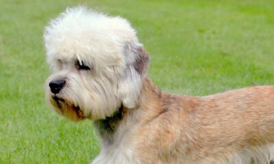 dandie dinmont