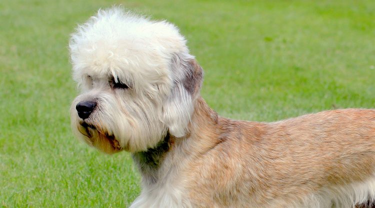 dandie dinmont