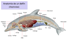 delfin mamifero